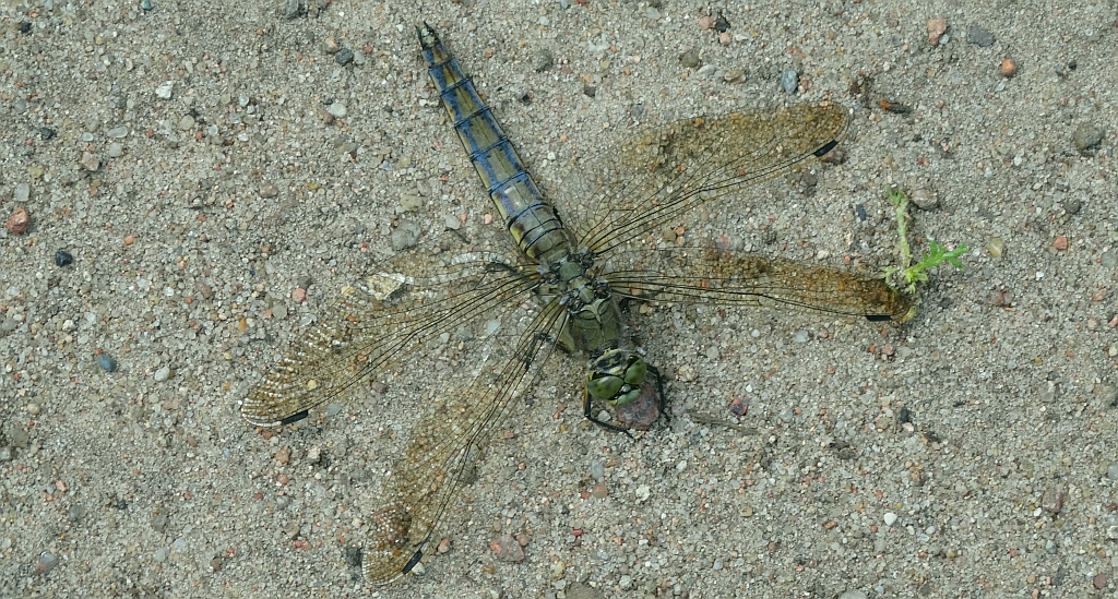 Lecicha pospolita (Orthetrum cancellatum)