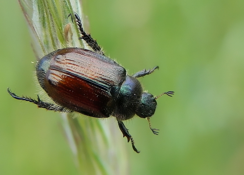 Ogrodnica niszczylistka (Phyllopertha horticola)