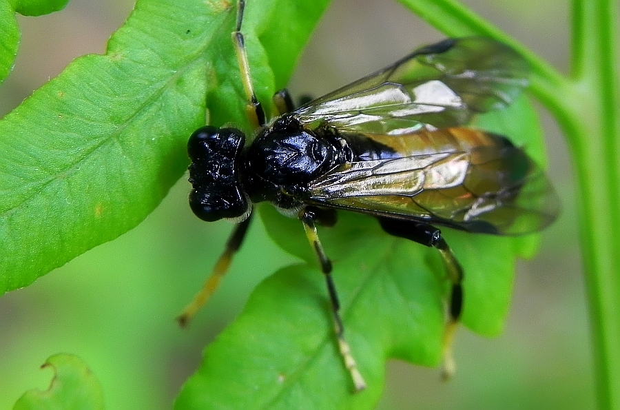 Tenthredo campestris