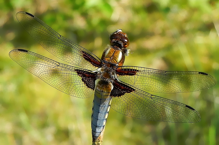 Ważka płaskobrzucha, ważka płaska (Libellula depressa)