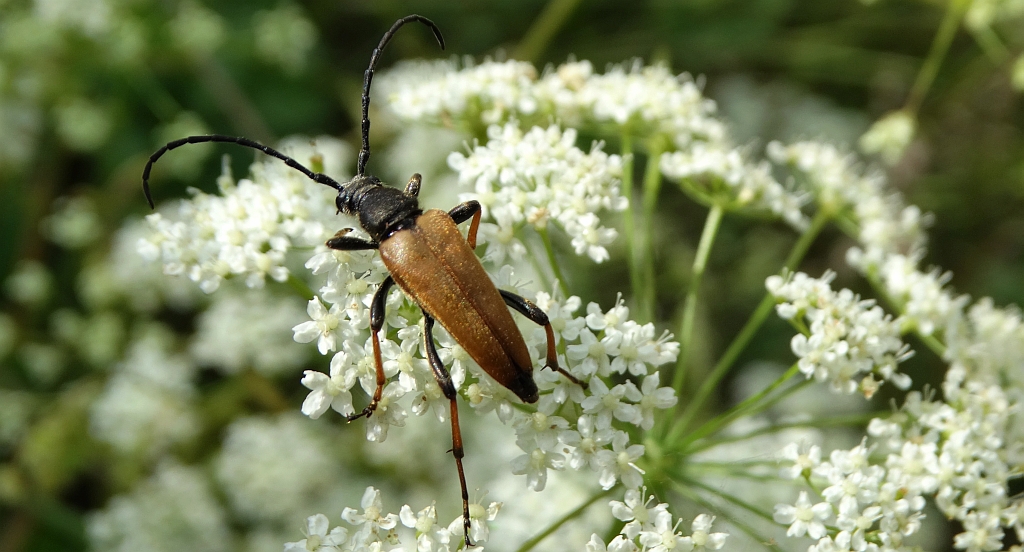 Zmorsznik czerwony (Corymbia rubra)