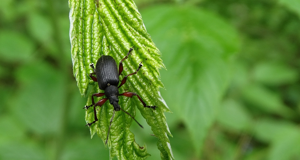 Otiorhynchus tenebricosus