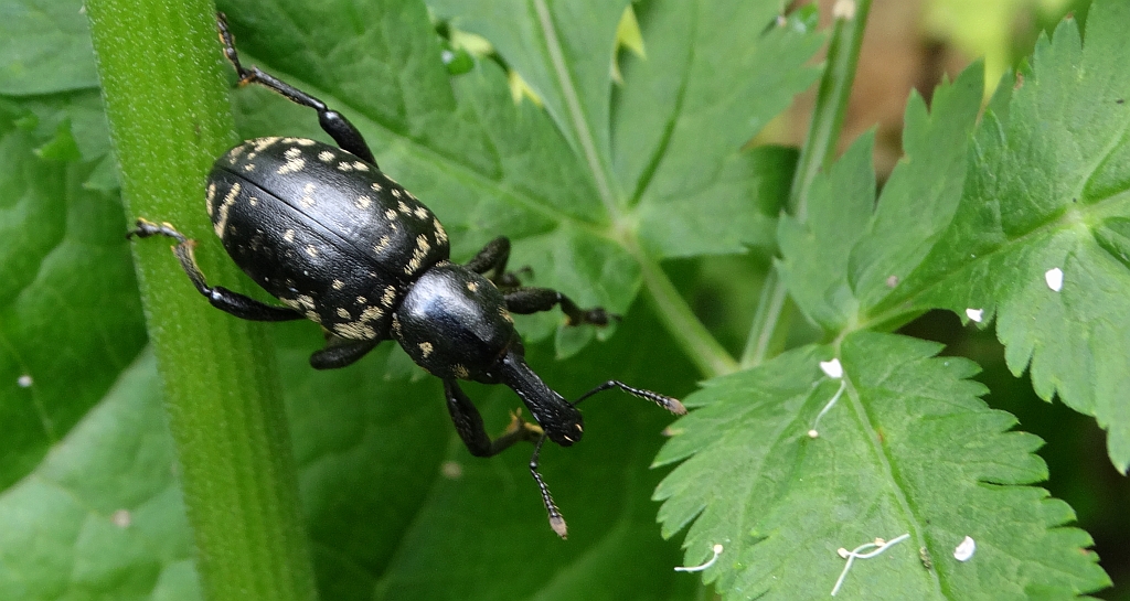 Rozpucz lepiężnikowiec (Liparus glabrirostris)