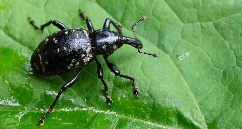 Rozpucz lepiężnikowiec (Liparus glabrirostris)