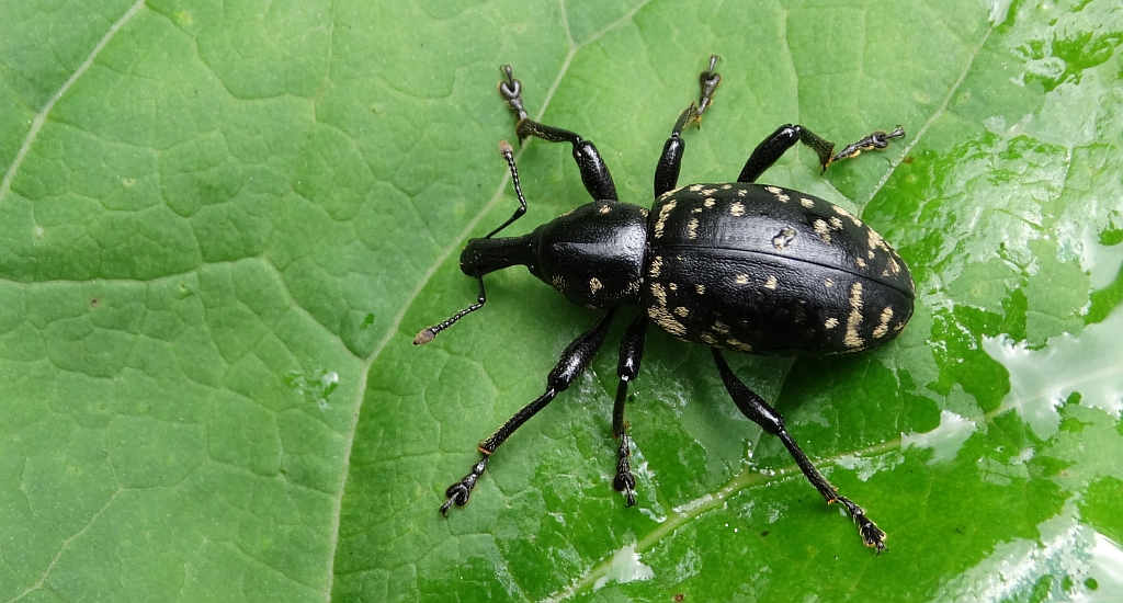Rozpucz lepiężnikowiec (Liparus glabrirostris)