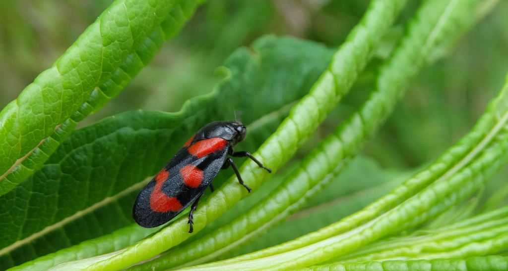 Krasanka natrawka (Cercopis vulnerata)