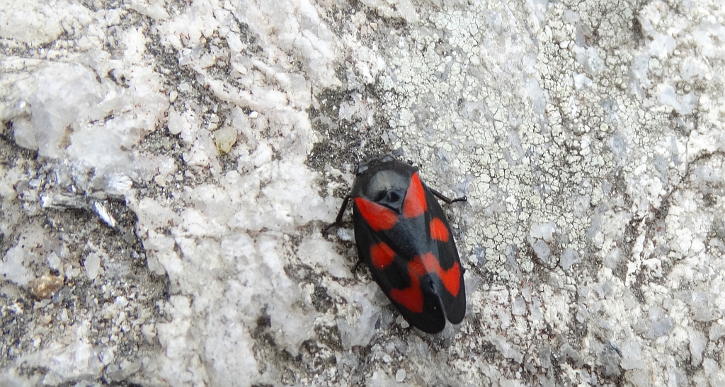 Krasanka natrawka (Cercopis vulnerata)