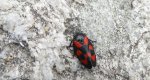 Krasanka natrawka (Cercopis vulnerata)