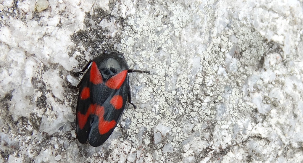 Krasanka natrawka (Cercopis vulnerata)