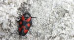 Krasanka natrawka (Cercopis vulnerata)