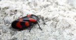 Krasanka natrawka (Cercopis vulnerata)