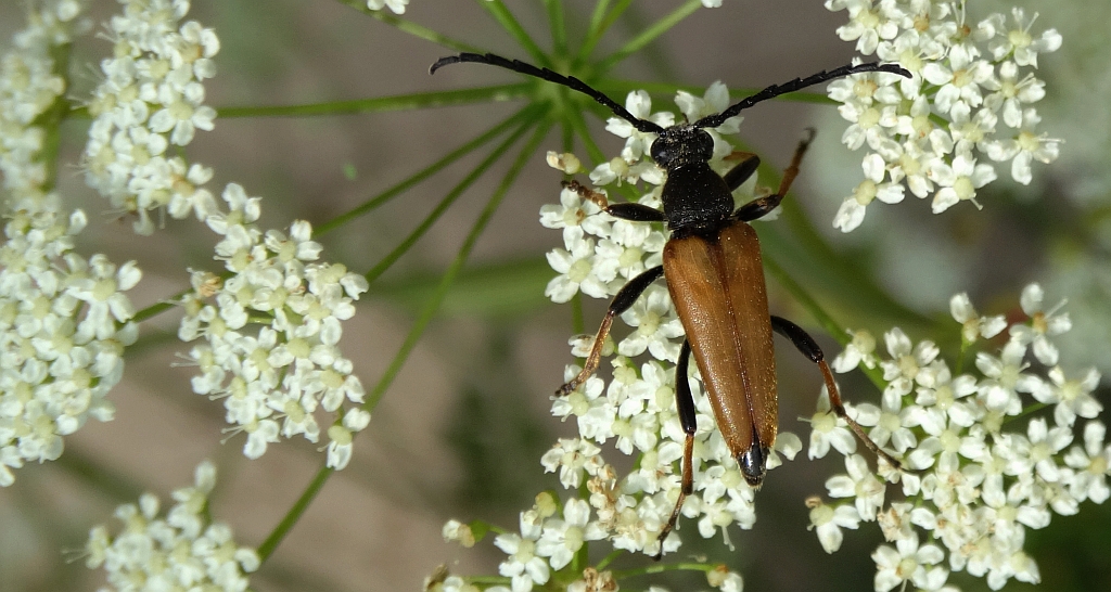 Zmorsznik czerwony (Corymbia rubra)