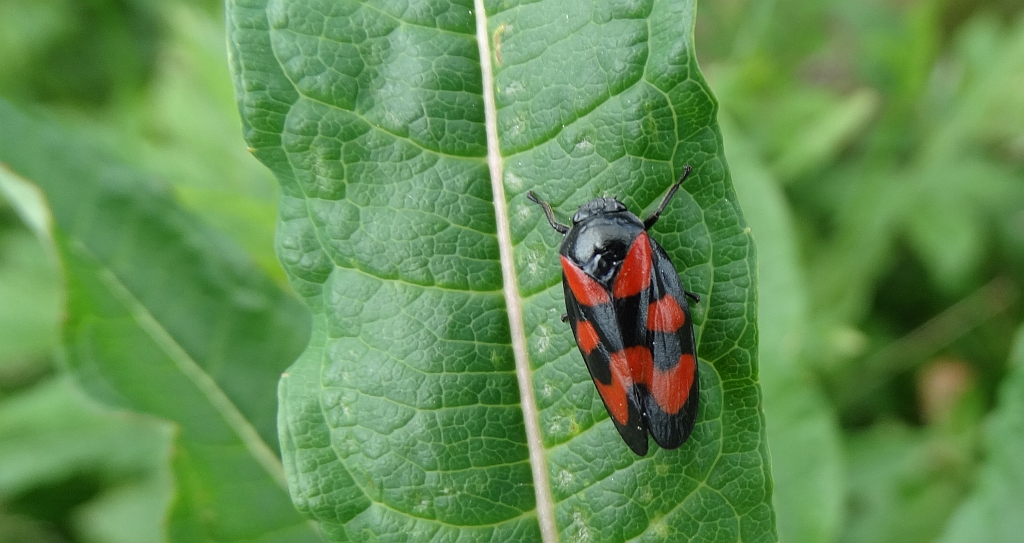 Krasanka natrawka (Cercopis vulnerata)