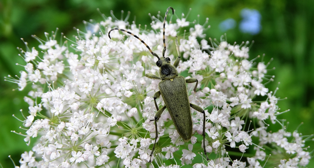 Zmorsznik zielony (Lepturobosca virens)