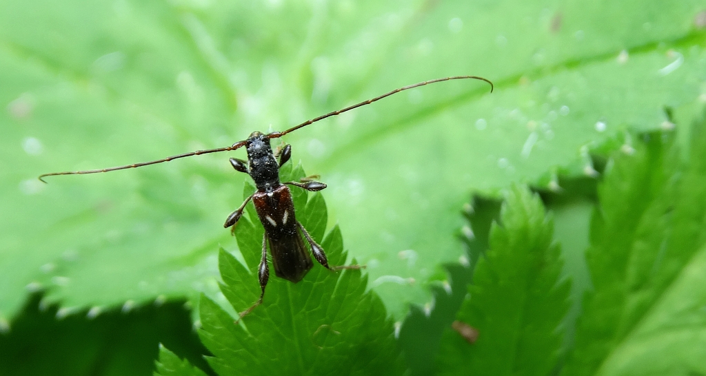 Kurtek mniejszy (Molorchus minor)