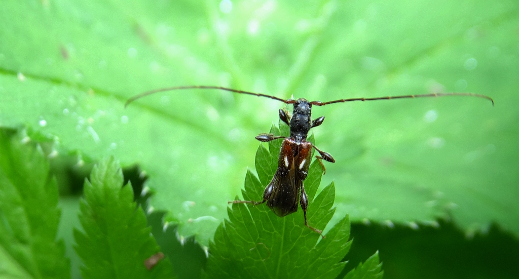 Kurtek mniejszy (Molorchus minor)