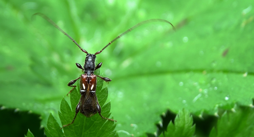 Kurtek mniejszy (Molorchus minor)