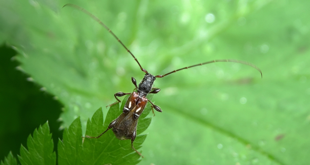 Kurtek mniejszy (Molorchus minor)