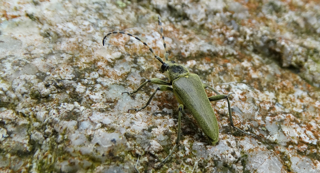 Zmorsznik zielony (Lepturobosca virens)