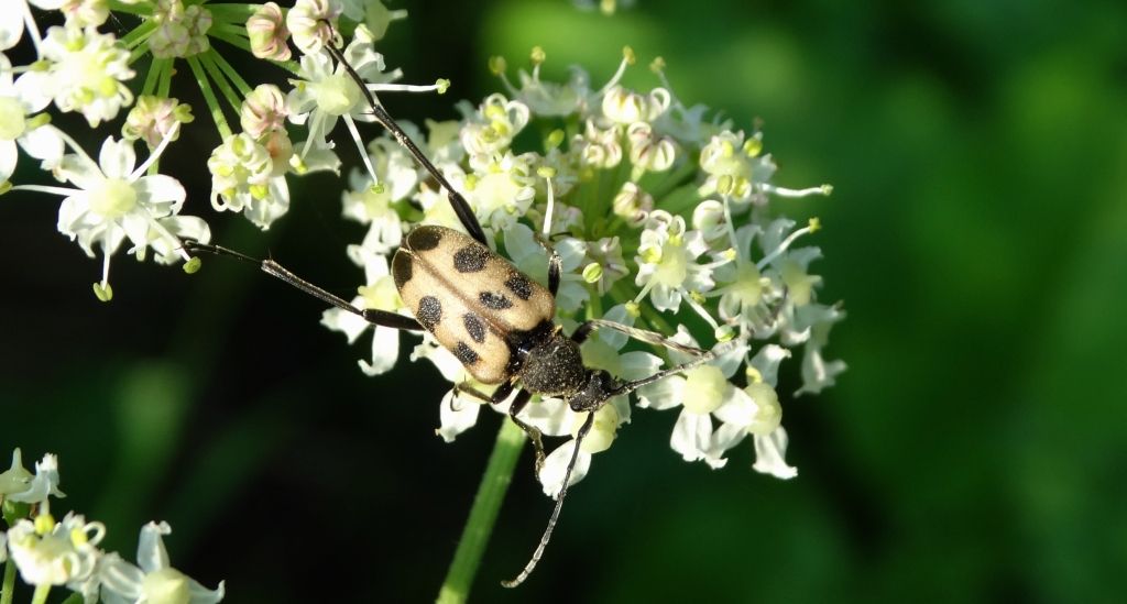 Krępień górski (Pachytodes cerambyciformis)