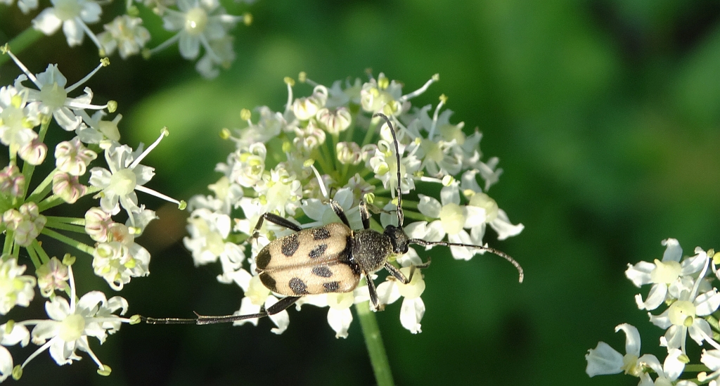 Krępień górski (Pachytodes cerambyciformis)