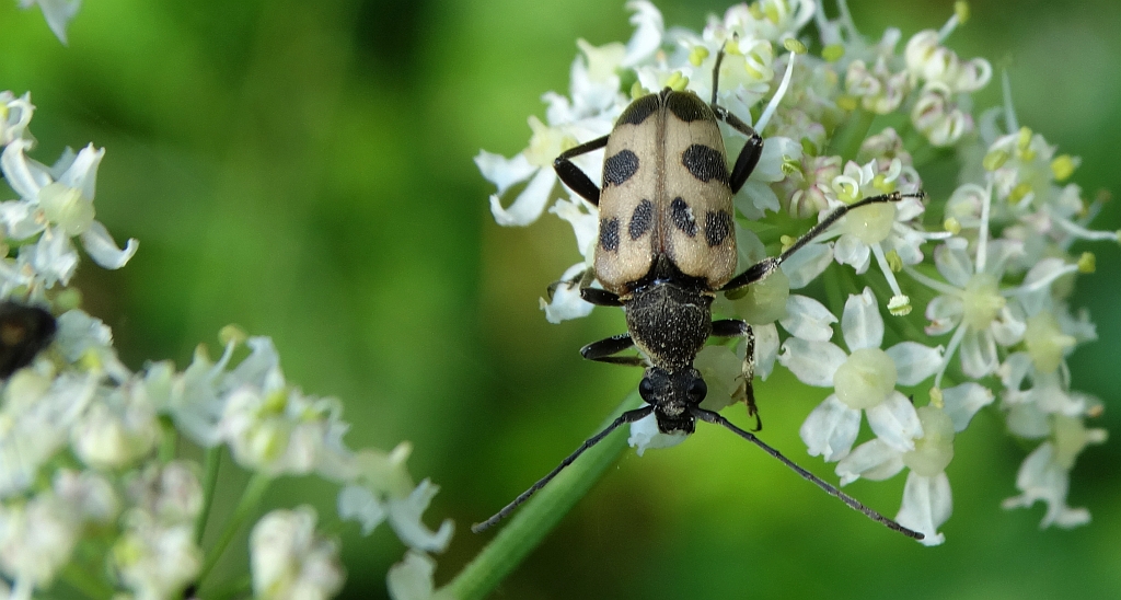 Krępień górski (Pachytodes cerambyciformis)