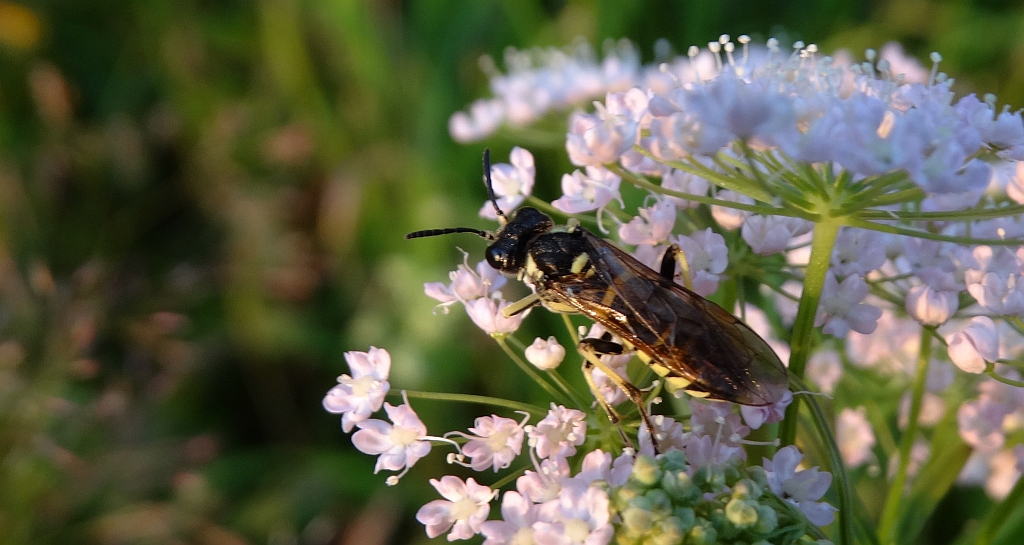 Pilarz - Tenthredo notha