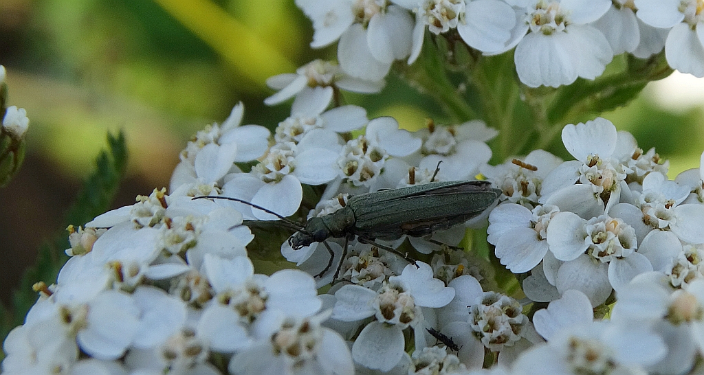 Oedemera monticola