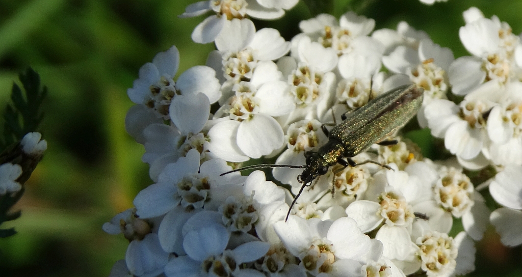 Oedemera monticola