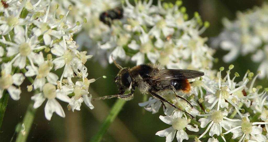 Wyrówka włochata (Cheilosia illustrata)