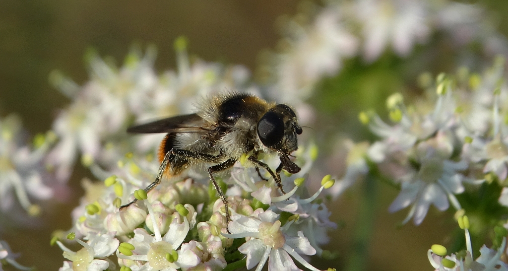 Cheilosia illustrata