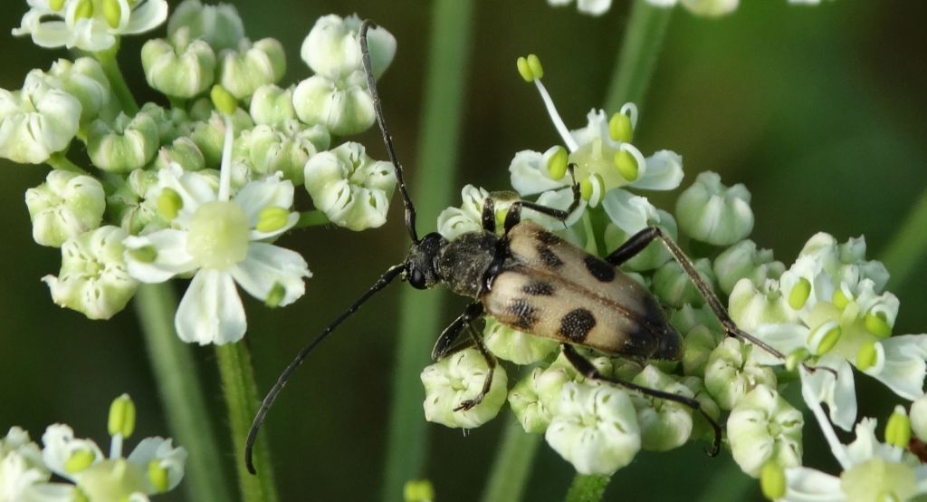Krępień górski (Pachytodes cerambyciformis)