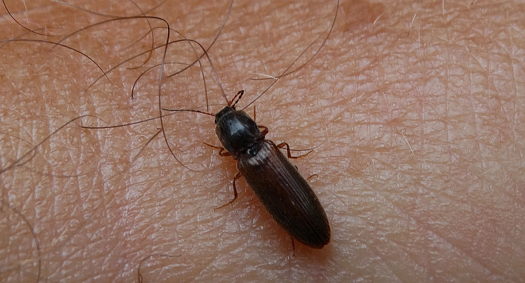 Nieskorek pasiasty (Athous vittatus)