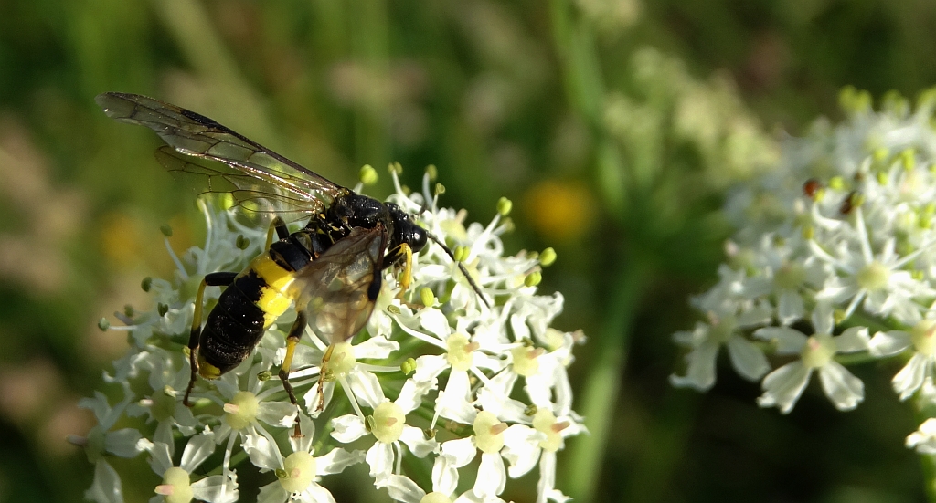 Pilarz - Tenthredo temula