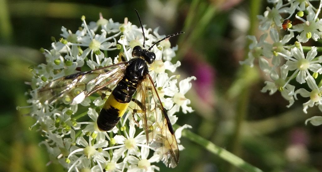 Pilarz - Tenthredo temula