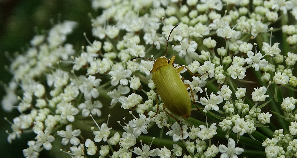 Grzebyczak żółtawy (Cteniopus flavus)