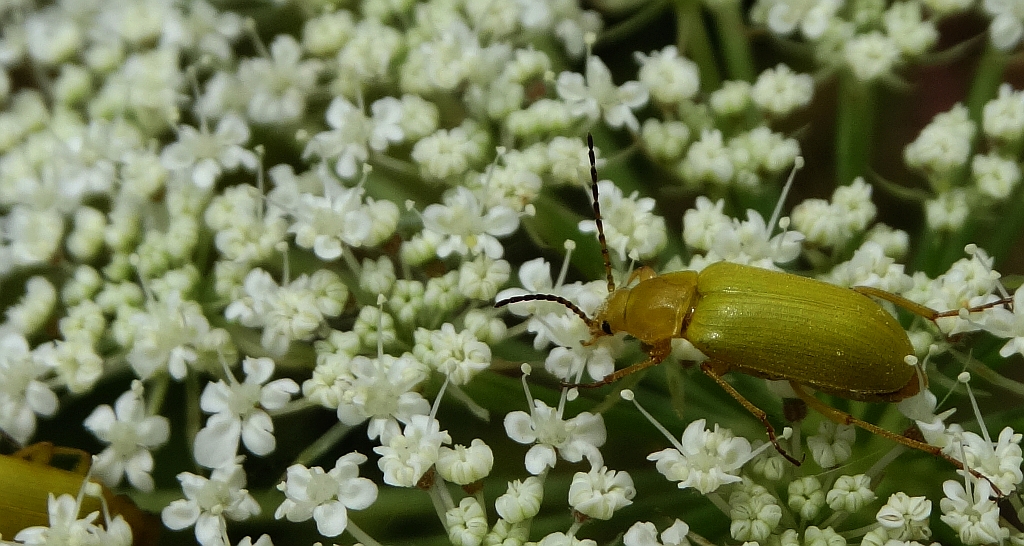 Grzebyczak żółtawy (Cteniopus flavus)