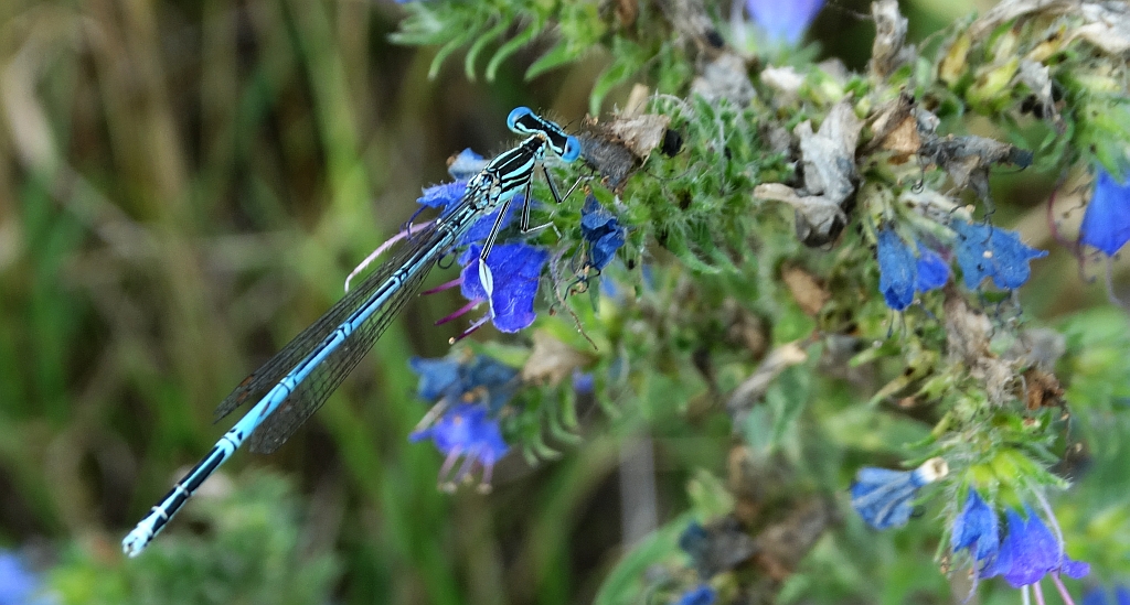 Pióronóg zwykły (Platycnemis pennipes)