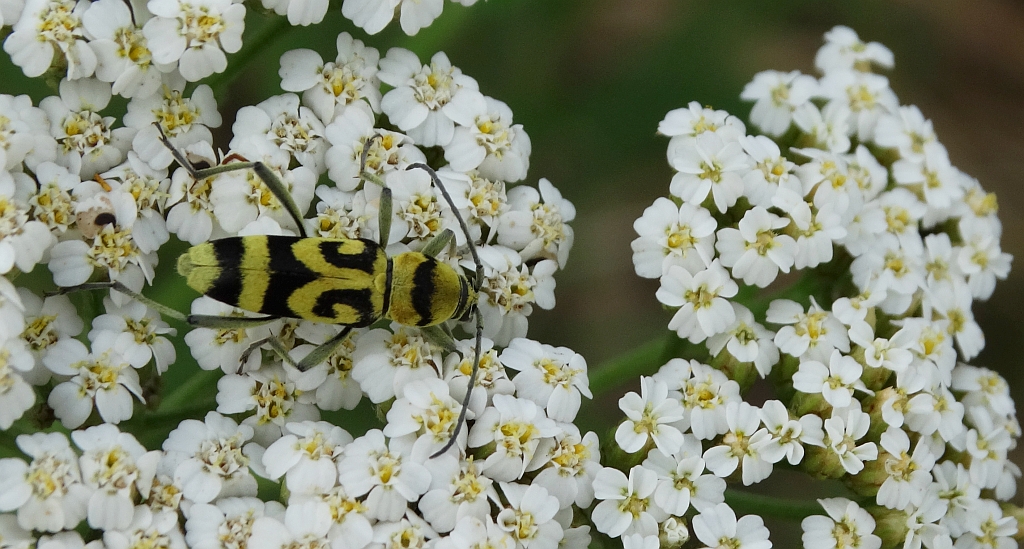 Tryk klonowiec (Chlorophorus varius)