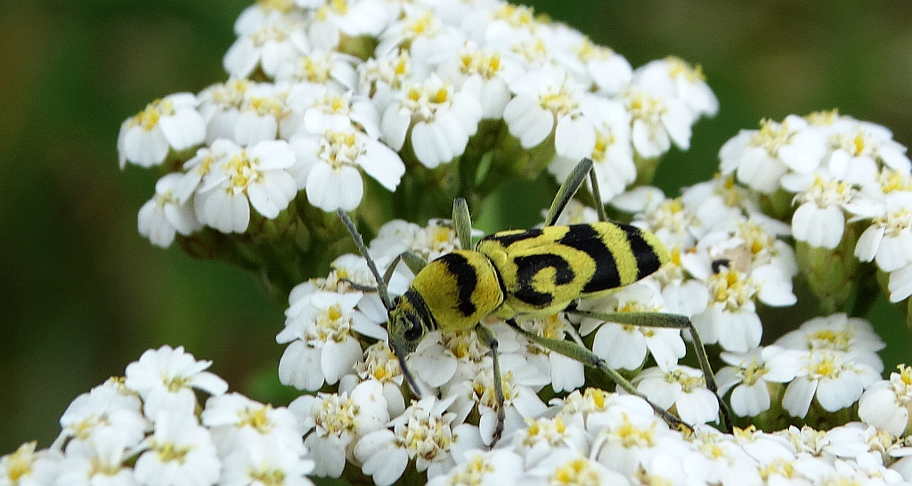 Tryk klonowiec (Chlorophorus varius)
