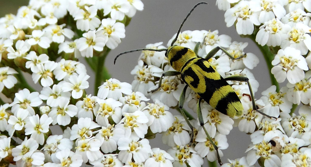 Tryk klonowiec (Chlorophorus varius)