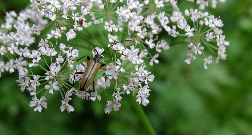 Regloń płowy (Pidonia lurida)