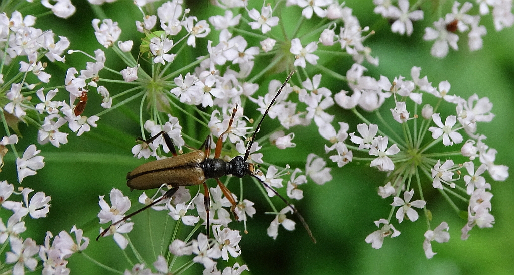 Regloń płowy (Pidonia lurida)