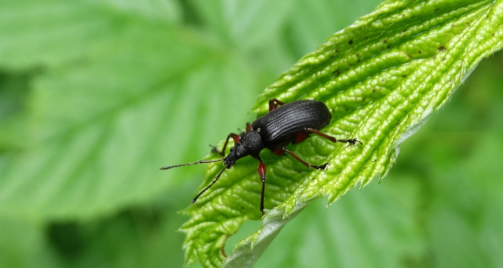Otiorhynchus tenebricosus