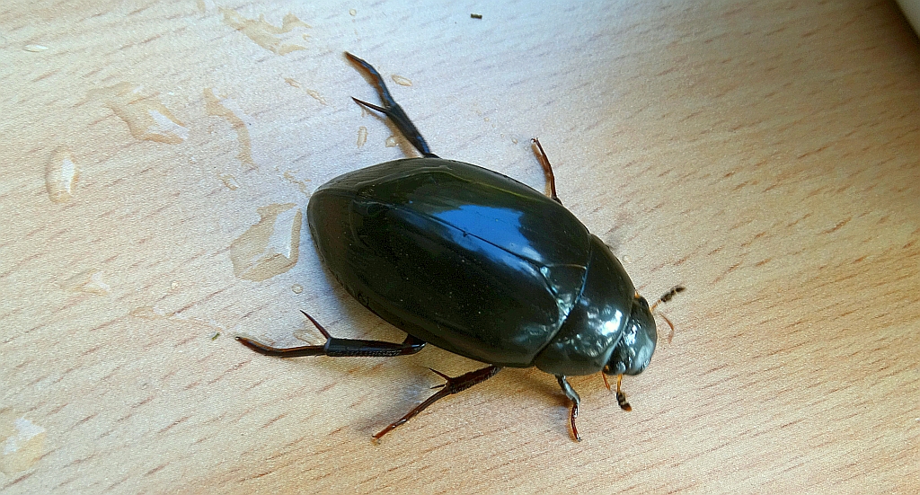 Kałużnica czarnozielona (Hydrophilus piceus)