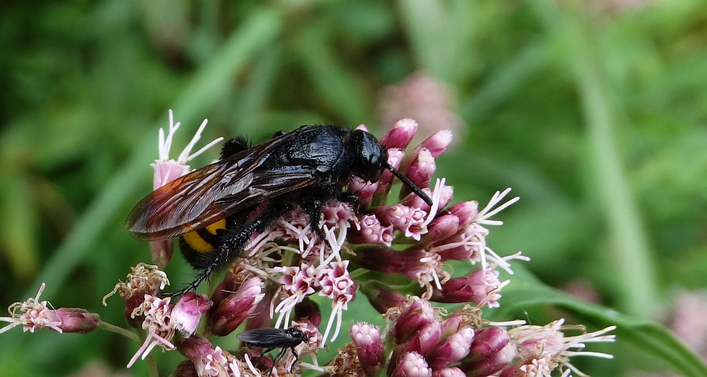Smukwa okazała (Scolia hirta)