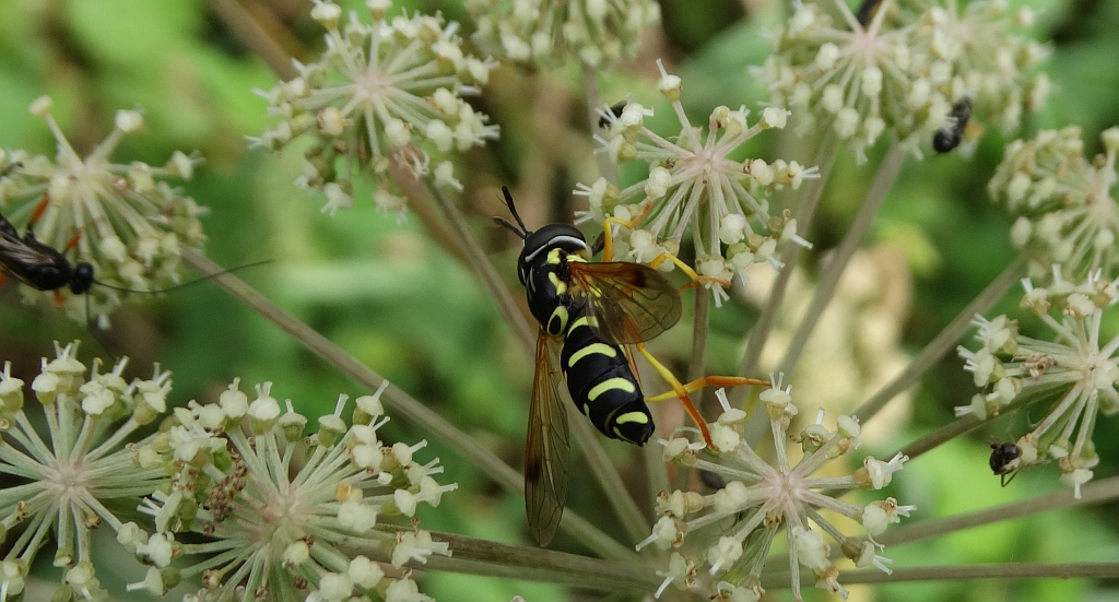 Prężec (Chrysotoxum festivum)