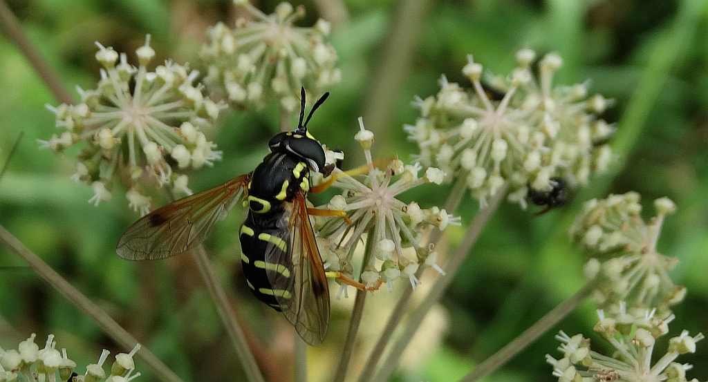 Prężec (Chrysotoxum festivum)