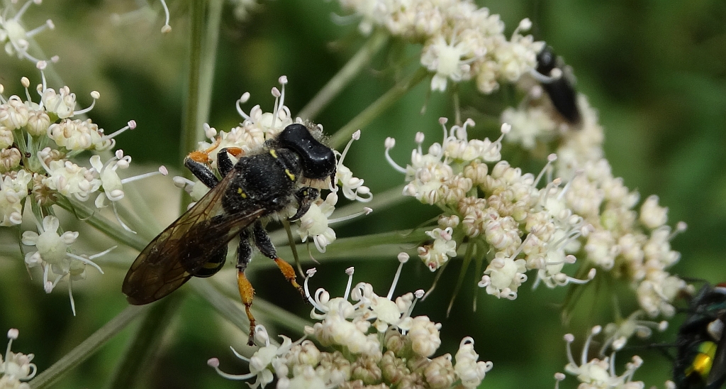 Pilaż - może Tenthredo marginella