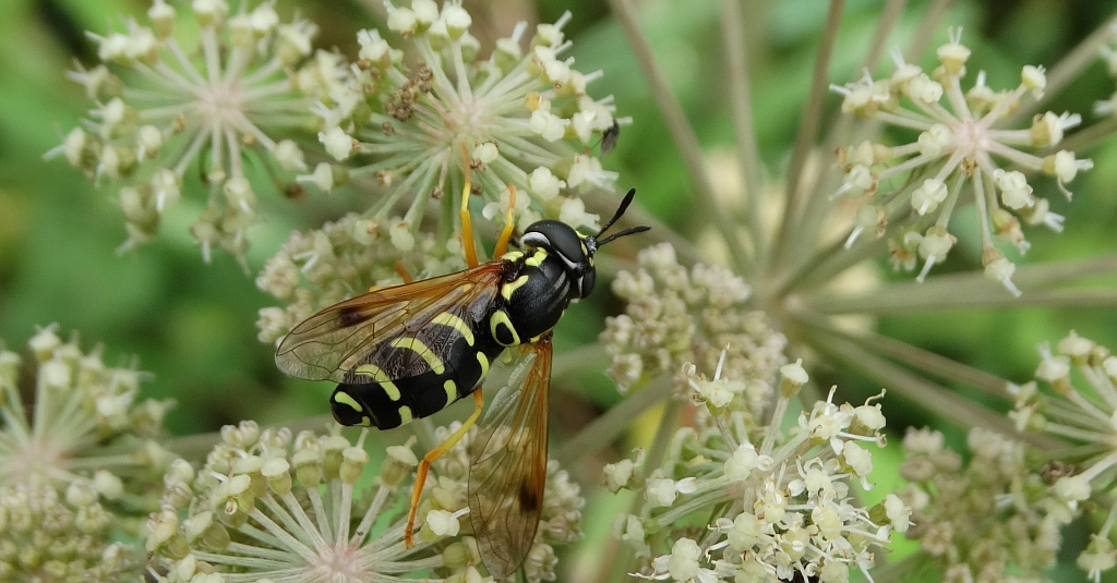 Prężec (Chrysotoxum festivum)